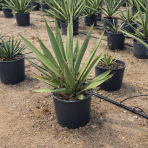 Juka Faxonova (Yucca faxoniana) - výška 30-40 cm, Ø 30-40 cm, kont. C10L (-20°C)